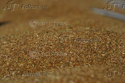 Farmers in U.S. heartland, where ties to wheat run deep, question crop's future