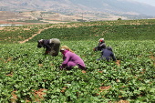 Farmers work in a field in Qaraoun village
