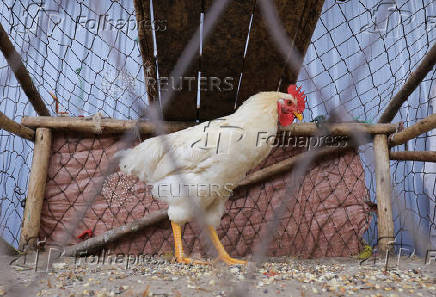 Ethiopians tackle food prices with small-scale poultry farms
