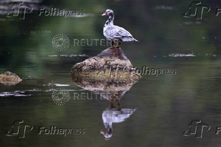 A bird stands in an area affected by a wildfire, in Ribaute
