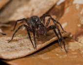 Aranha Armadeira. (Kuribrong River,