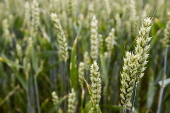 Cereal field in Belgium