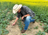 Canadian crops look good but resting on knife's edge at mid season