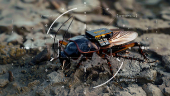 A digital illustration released by Swarm Biotactics shows what they describe as a cyborg cockroach