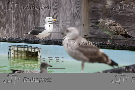 Mysterious illness plaguing Southern California seagulls
