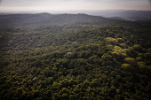 Área de mata atlântica na região de Cotia (SP)