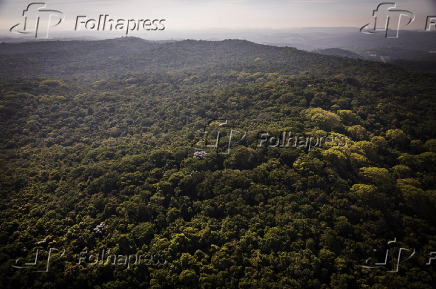 Área de mata atlântica na região de Cotia (SP)