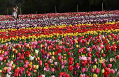 One and a half million tulips planted for Tulleys Tulip Fest at Tulleys Farm, Turners Hill