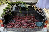 Mulberry seasonal fruit sales