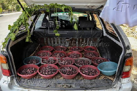 Mulberry seasonal fruit sales
