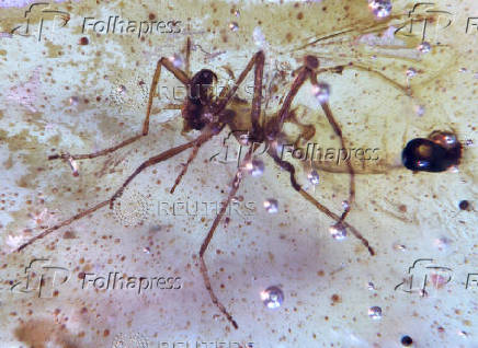 Amber from Ecuador reveals insects from the age of dinosaurs