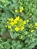 Canadian crops look good but resting on knife's edge at mid season