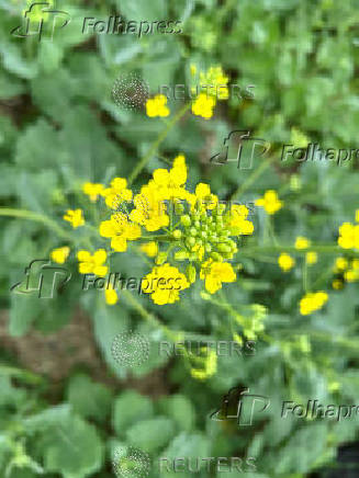 Canadian crops look good but resting on knife's edge at mid season
