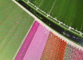 A drone view shows flower fields in Lisse
