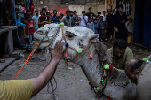 Camel is tied down ahead of sacrificial slaughter during Eid al-Adha in Lahore