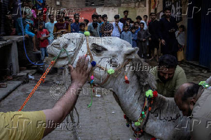 Camel is tied down ahead of sacrificial slaughter during Eid al-Adha in Lahore