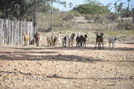 Agropecuaria
