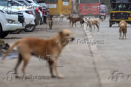 Supreme Court orders to move all stray dogs from Delhi-NCR to animal shelters