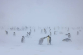 An Emperor penguin chick begs its parent to be fed during a blizzard, on the Ekstrom Ice Shelf