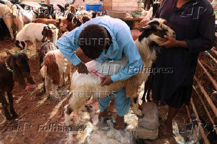 Cattle market ahead of Eid al-Adha celebrations, in Karachi