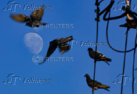Pigeons perch on a power line as the moon sets  in Cape Town