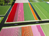 A drone view shows flower fields in Lisse