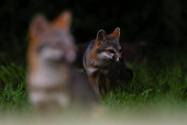 Gray Fox in the Sumidero Canyon nature reserve, In Chapa de Corzo