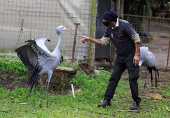 South Africa?s Blue Crane Battling Extinction Amidst Changing Landscapes
