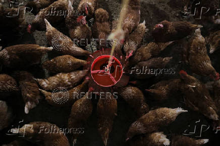 Ethiopians tackle food prices with small-scale poultry farms