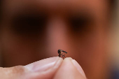 Mosquito Aedes aegypti, transmissor da dengue