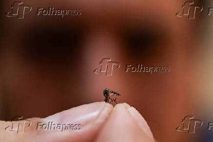 Mosquito Aedes aegypti, transmissor da dengue