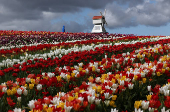 One and a half million tulips planted for Tulleys Tulip Fest at Tulleys Farm, Turners Hill