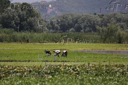 Rice planting season in Srinagar