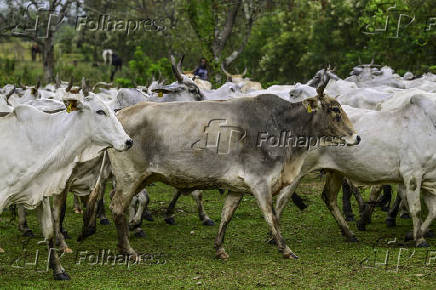Gado de corte é manejado em pasto em São José dos Campos