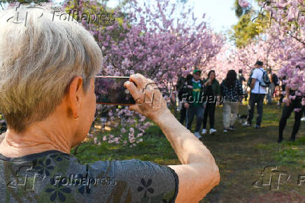 Terceiro dia da Festa das Cerejeiras 2025 no Parque do Carmo