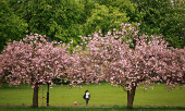 A woman walks with her dog along an avenue of blossoming Cherry trees in The Stray park in Harrogate, Britain