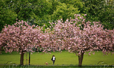 A woman walks with her dog along an avenue of blossoming Cherry trees in The Stray park in Harrogate, Britain