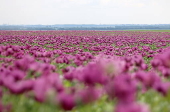 Blooming poppy field in Hungary