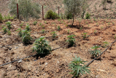 A view shows cannabis plants at a field near the northern town of Bab Berred