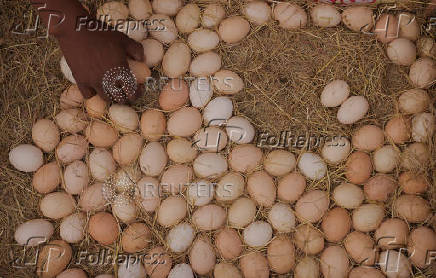 Ethiopians tackle food prices with small-scale poultry farms