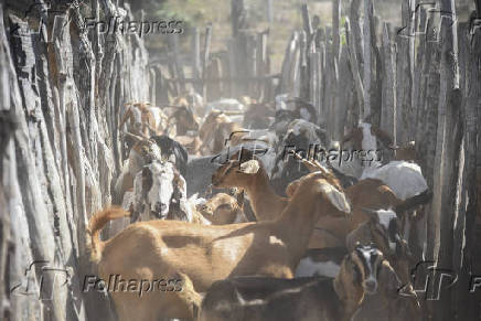Agropecuaria