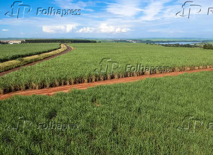 Vista aérea de drone de uma plantação de cana-de-açúcar em Pederneiras