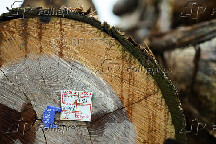 Illegal loggers are key players in carbon credit schemes in Brazil