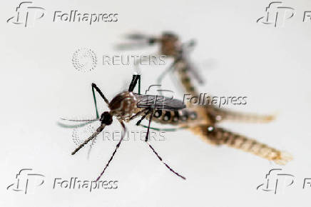 FILE PHOTO: Aedes aegypti mosquitos are examined at the entomology department of the Health Ministry, in Guatemala City