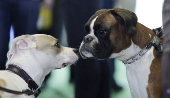 Pet Expo 2025 in Bucharest