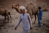 Saraiki milk vendor strides through his camel pen in Multan