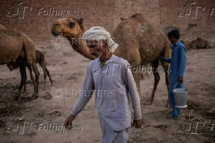 Saraiki milk vendor strides through his camel pen in Multan
