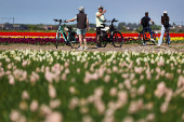 People stand with their bikes in between tulip fields in Lisse