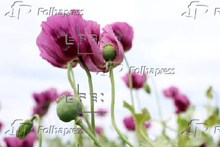 Blooming poppy field in Hungary
