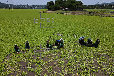 Planta acuática que cubre lago turístico de El Salvador afecta a pescadores y restaurantes